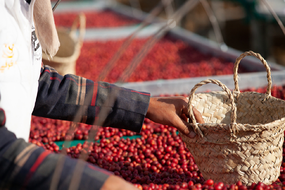 피베리 커피는 수도 사나 서쪽의 하라즈 지역 3000m이상의 엄청난 고도에서 재배되는 커피에서 수확되거나 분류되는 품종이다. 사진은 하라즈 지역. [사진=커피매거진 '드립' 제공]