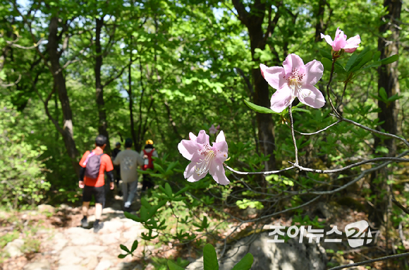 25일 서울 강북구 우이동 만남의 광장에서 열린 산악인 오은선 대장과 함께하는 '제13회 희망찾기 등산&middot;트레킹 교실' 참가자들이 북한산 진달래 능선을 걷고 있다. [사진=곽영래 기자]