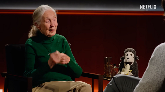 제인 구달 박사의 생을 마감하기 전 인터뷰가 넷플릭스에 최근 공개됐다 [사진=넷플릭스]