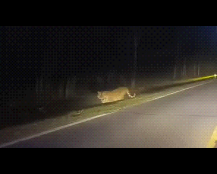 중국 지린성 옌볜 인근에서 야생 백두산 호랑이가 포착된 영상이 공개돼 눈길을 끌었다. [사진=바이두 갈무리 ]