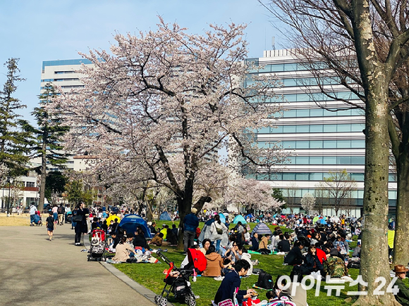 사진은 우에노 공원 벚꽃. [사진=설래온 기자 ]