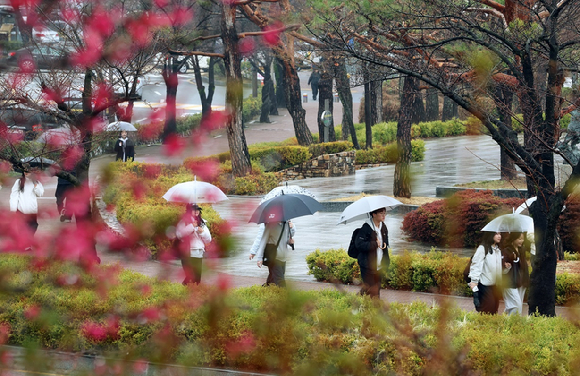 봄비가 내린 가운데 광주 동구 조선대학교에서 학생들이 우산을 쓰고 걷고 있다. [사진=연합뉴스]