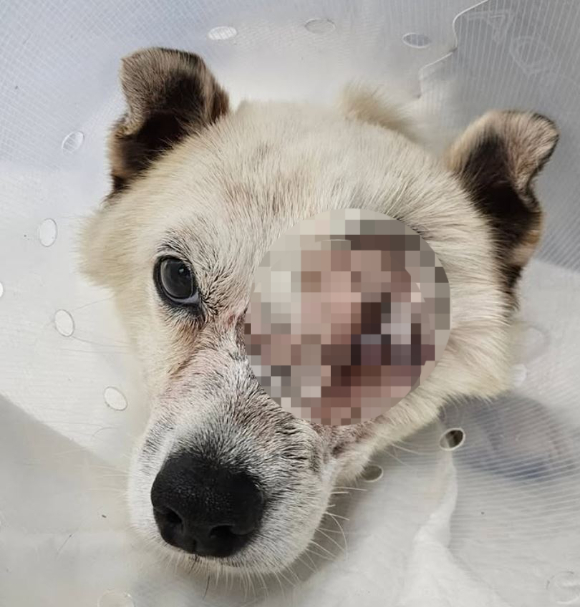 경남 거제에서 현역 해병대 군인 2명이 마당에 묶인 개 4마리에게 무차별적으로 '비비탄 총'을 쏴 군 조사를 받고 있다. 사진은 강아지들에게 비비탄을 쏘고 있는 남성들. [사진=비글구조네트워크 인스타그램]