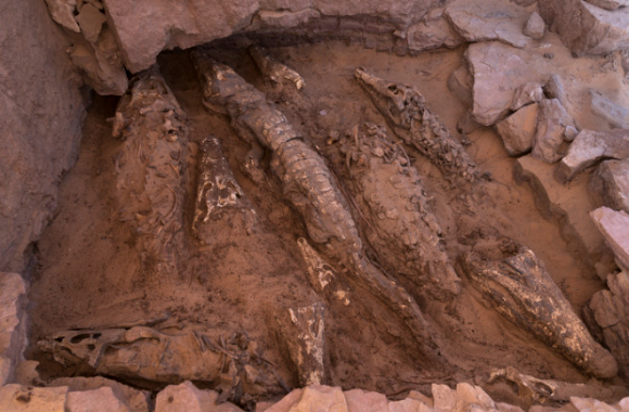 2500년전 만들어진 것으로 추정되는 악어 미라 10구가 발견됐다. [사진=Patri Mora Riudavets]