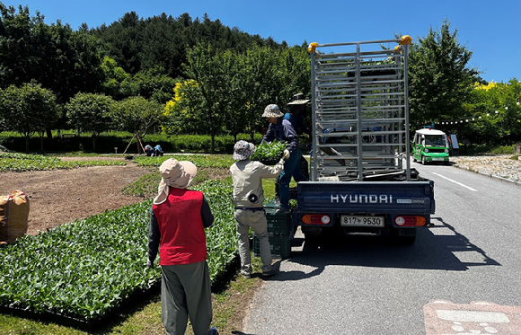 한국수목원정원관리원(이사장 심상택)은 2025년도 지역상생사업을 통해 경북 봉화 및 세종지역 73개 농가를 대상으로 83종 78여 만본을 생산해 지역 농가의 소득을 창출했다고 8일 밝혔다. [사진=한국수목원정원관리원]