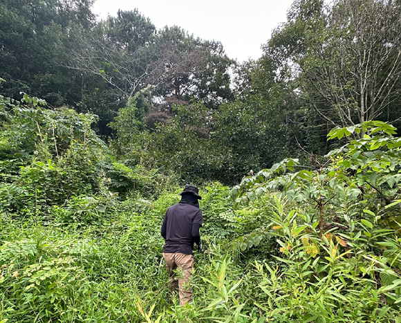 소나무재선충병현장조사. [사진=한국임업진흥원]