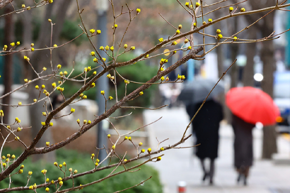 화요일인 19일은 저기압의 영향으로 전국이 대체로 흐린 가운데 비나 눈이 오겠다. 지난 7일 서울 종로구 한 거리에서 우산을 쓴 시민들이 발걸음을 옮기고 있다. [사진=뉴시스]