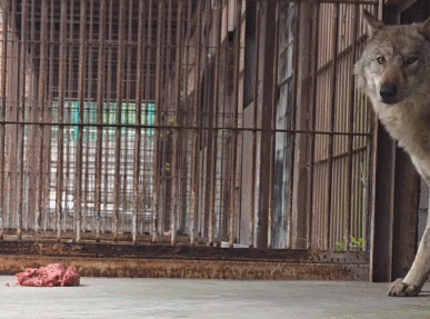 20일 늑구가 먹이를 먹는 영상이 공개됐다. [사진=오월드 인스타그램]