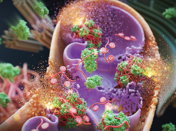 자기조립약물(초록색)과 ATP(붉은색 실 같은 물질)가 같이 뭉쳐서 생긴 분자덩어리가 암세포 미토콘드리아 막을 파괴한다. [사진=유니스트]