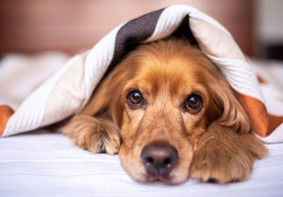 반려견. 본 기사와 무관한 이미지. [사진=픽사베이@Alkhaine]