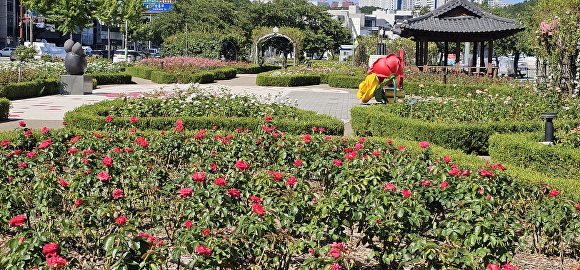 영일대 장미원 전경. [사진=포항시청]