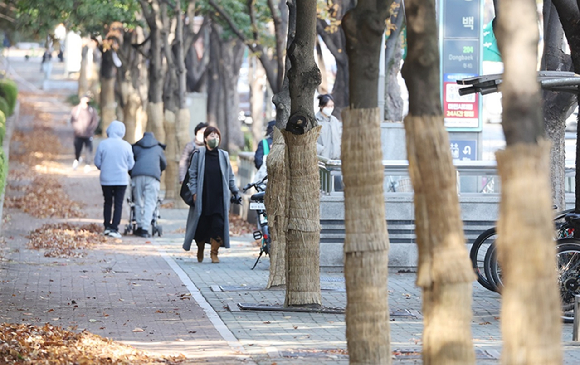 부산 해운대구의 한 도로변 가로수가 볏짚 옷을 입어 겨울 채비를 마친 가운데 시민들이 걸음을 재촉하고 있다. [사진=연합뉴스]