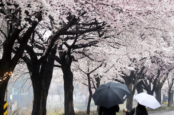 4일 벚꽃 축제가 열리고 있는 강원 양양군 양양읍 송암리 일원을 시민과 관광객들이 우산을 쓰고 걷고 있다. 2026.4.4 [사진=연합뉴스]