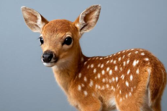 경기도 광명 한 농장에서 사슴 5마리가 탈출한 가운데, 농장주의 요청으로 당국이 수사를 중단했다. 본 기사와 무관한 이미지. [사진=픽사베이@OrnaW]