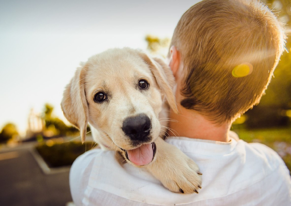 인천의 한 아파트에서 주민이 반려견을 던져 죽였다는 신고가 접수돼 경찰이 수사에 나섰다. 본 기사와 무관한 이미지. [사진=픽사베이]