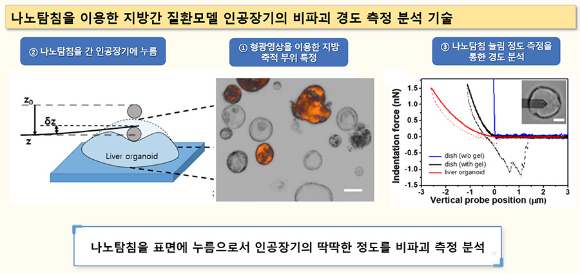 나노탐침을 이용한 지방간 질환모델 인공장기의 비파괴 경도 측정 분석 기술. 인공장기 손상없이 정밀 측정을 할 수 있다. [사진=화학연]