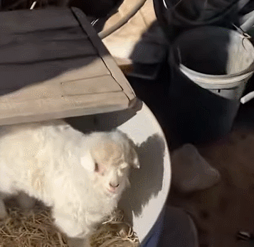 이 새끼 양은 아이들에게는 친근하게 군다고 한다. [사진=SCMP]