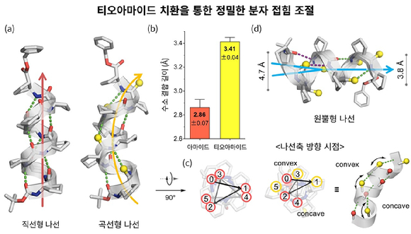 티오아마이드 치환을 통한 정밀한 분자 접힘 조절. [사진=KAIST]