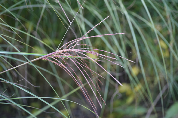 가는잎억새 [사진= 한국수목원정원관리원]