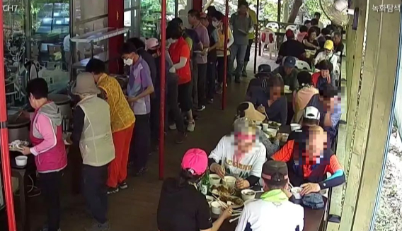 (왼쪽부터) '시골밥상' 쉐프인 김주엽씨와 '백련동편백농원' 김진환 대표가 직접 심은 배추를 수확하고 있다. [사진=김진환 대표 페이스북]