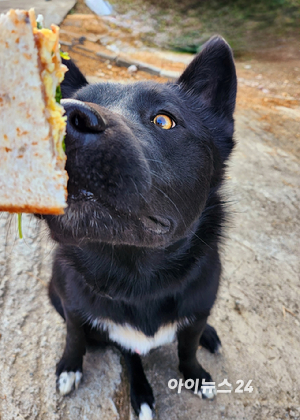식탐이 많은 강아지. [사진=김태헌 기자]