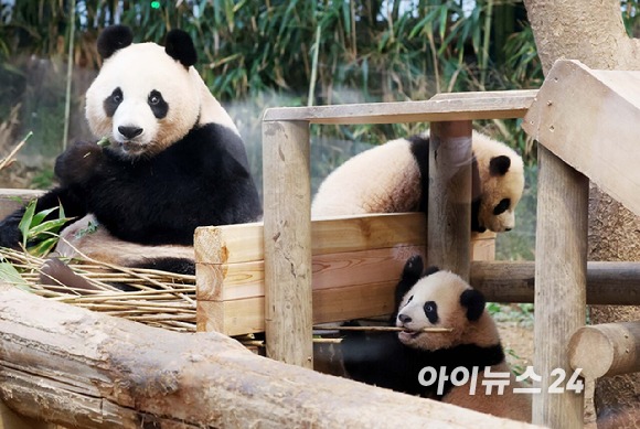 3일 오전 경기 용인시 에버랜드 동물원 판다월드에서 자이언트판다 커플 러바오와 아이바오 사이에서 지난해 7월 7일 자연 번식으로 태어난 쌍둥이 아기 판다 루이바오, 후이바오가 언론에 공개되고 있다. [사진=정소희 기자]