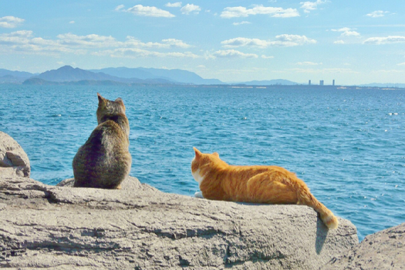 일본 후쿠오카 고양이 섬 '아이노시마' 전경. [사진=하나투어]