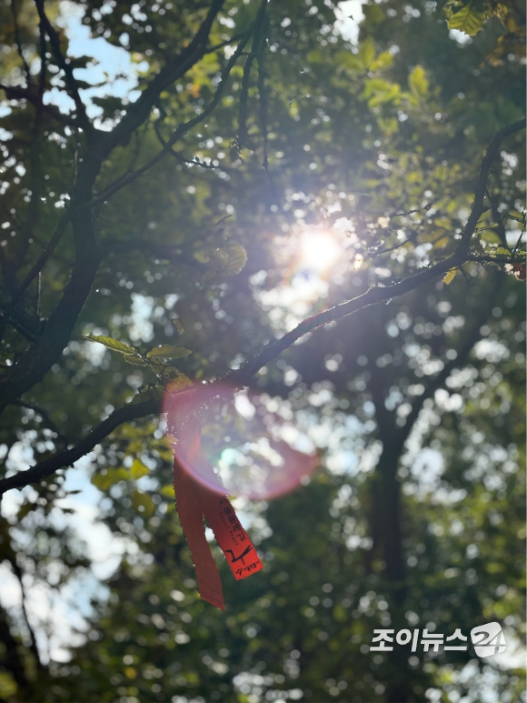 25일 오전 9시 북한산 국립공원 우이분소(백운천 휴게공간)에서 고품격 엔터테인먼트 경제지 조이뉴스24(대표 이창호)가 개최하는 '브브걸 민영과 함께 하는 팬트레킹-제12회 희망찾기 등산&middot;트레킹 교실'(이하 트레킹교실)'이 열렸다. 사진은 북한산 트레킹 도중 찍은 나무 이미지. [사진=김양수 기자]